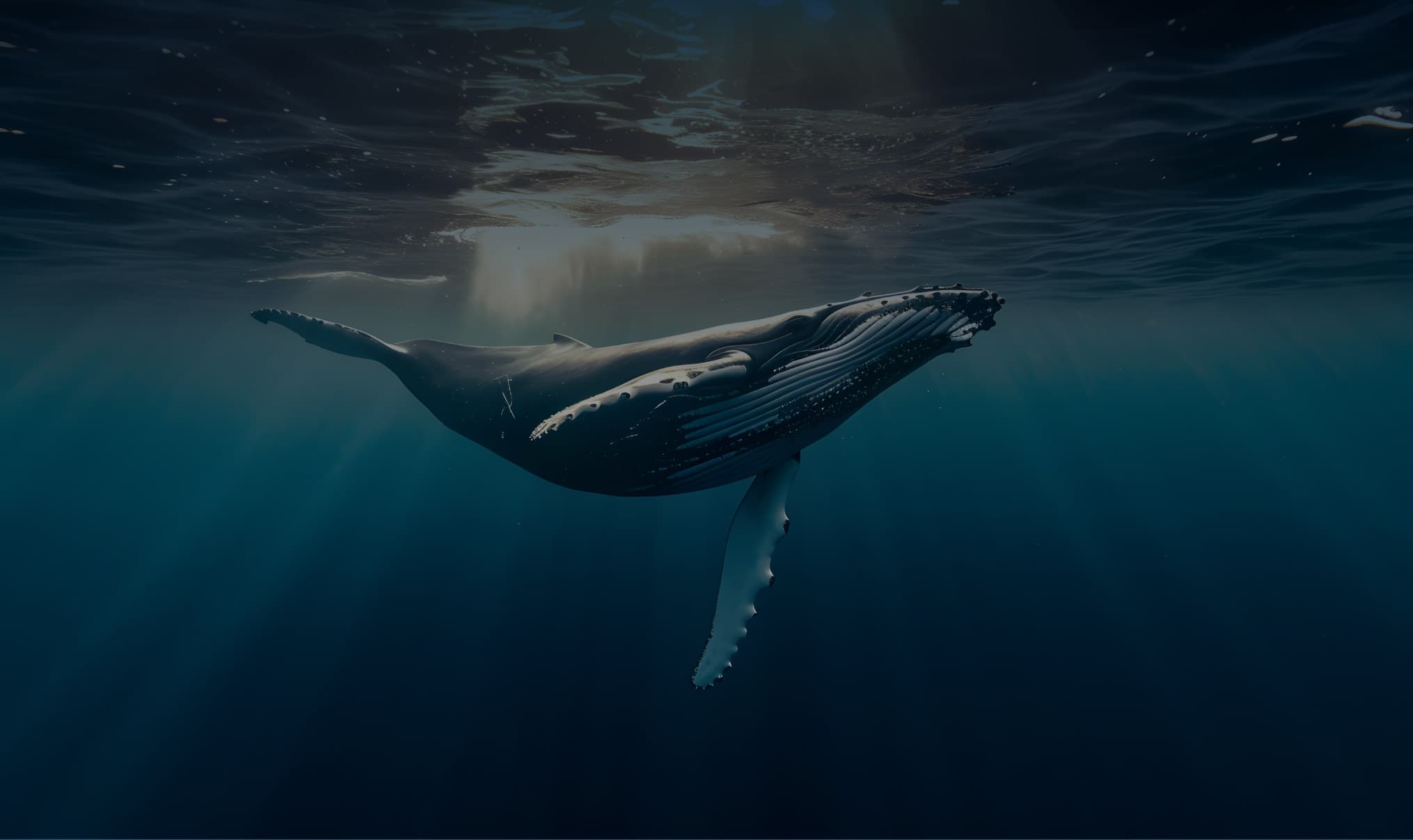 Humpback whale descending into the deep ocean